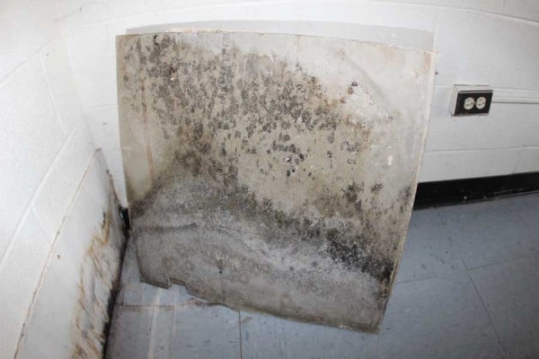 mold removal montreat college first restoration services