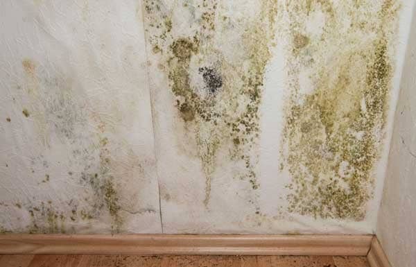 mold removal montreat college first restoration services