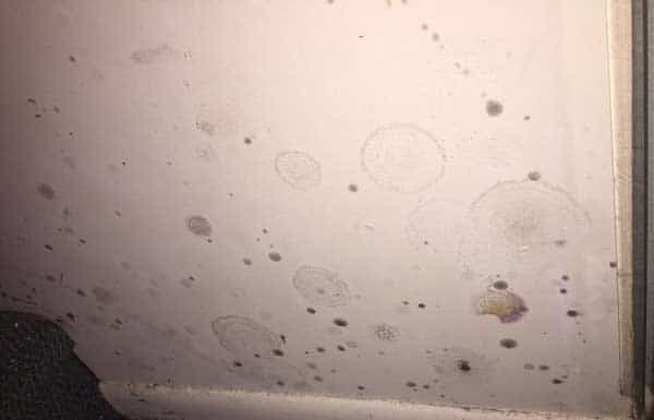 mold damage removal first restoration services