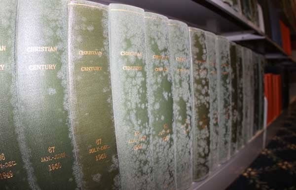 mold remediation first restoration services