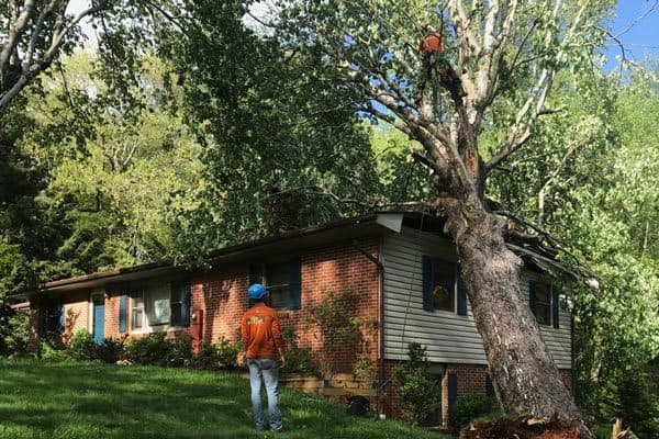 tree-damage-asheville-nc