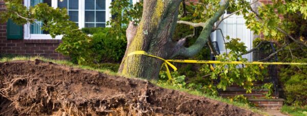 wind and tree damage first restoration services