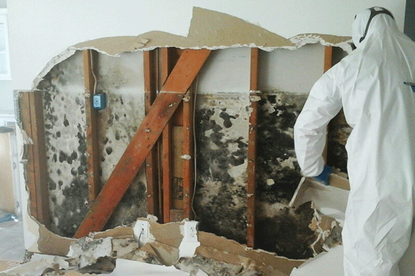 mold removal process