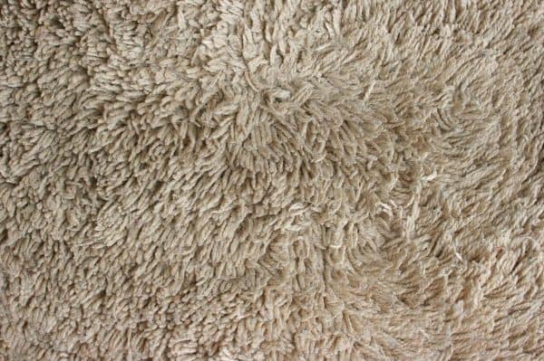 saxony cut pile carpet