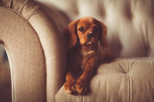 an adorable puppy sitting on a sofa